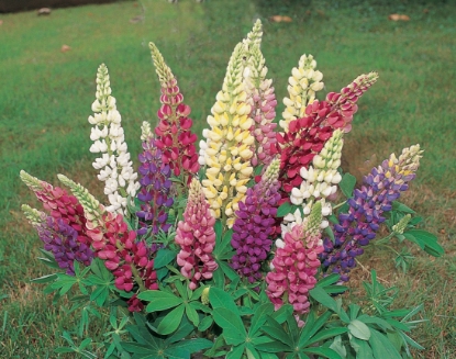 Picture of Lupin - Gallery Mixed